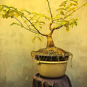 Bonsai Asam Jawa 02