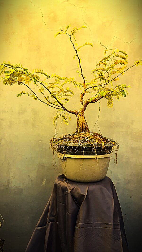 Bonsai Asam Jawa 02
