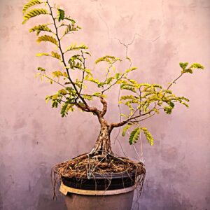 Bonsai Asem Jawa 01
