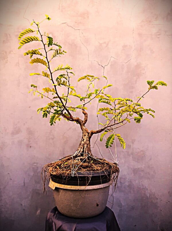 Bonsai Kingkit 01 - Image 2