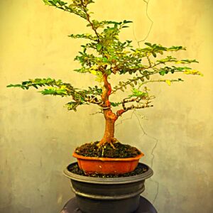 Bonsai Kingkit 01