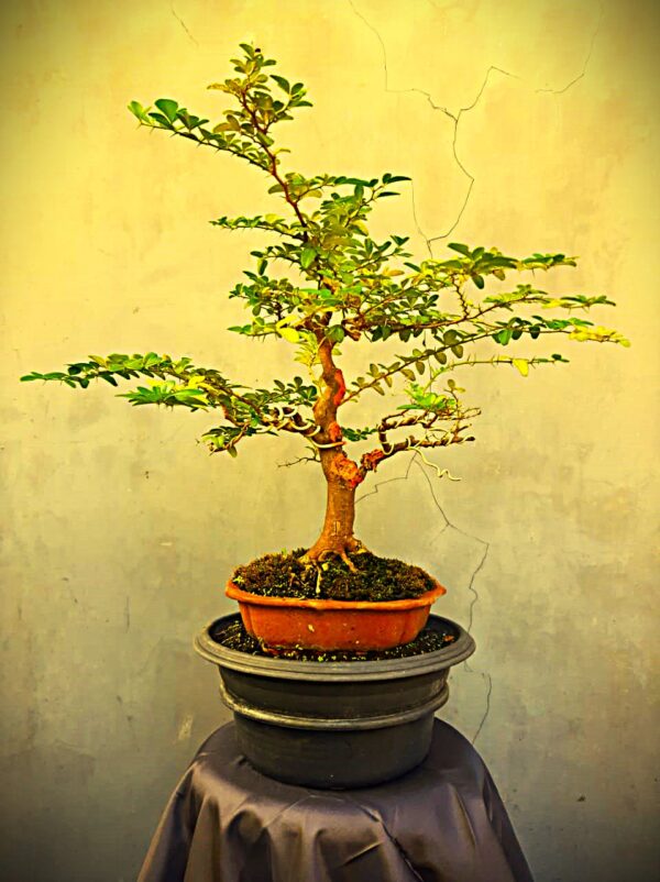 Bonsai Kingkit 01
