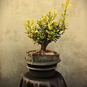Bonsai Soka 01