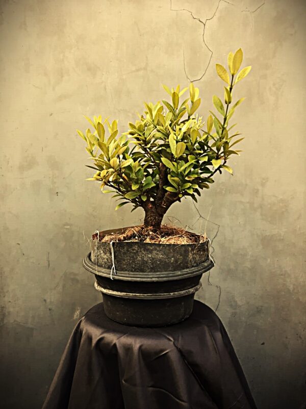 Bonsai Kingkit 01 - Image 3