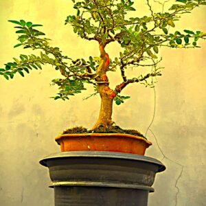 Bonsai Kingkit 02