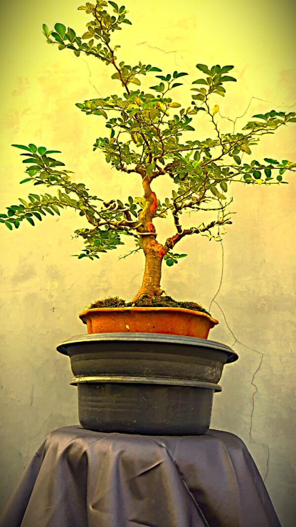 Bonsai Kingkit 02