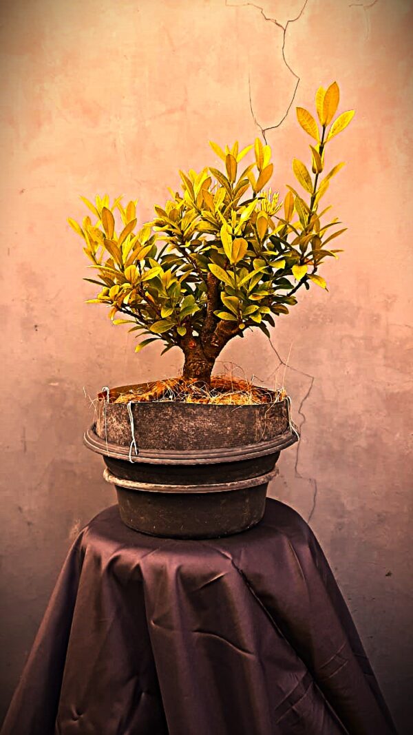 Bonsai Soka 01 - Image 2