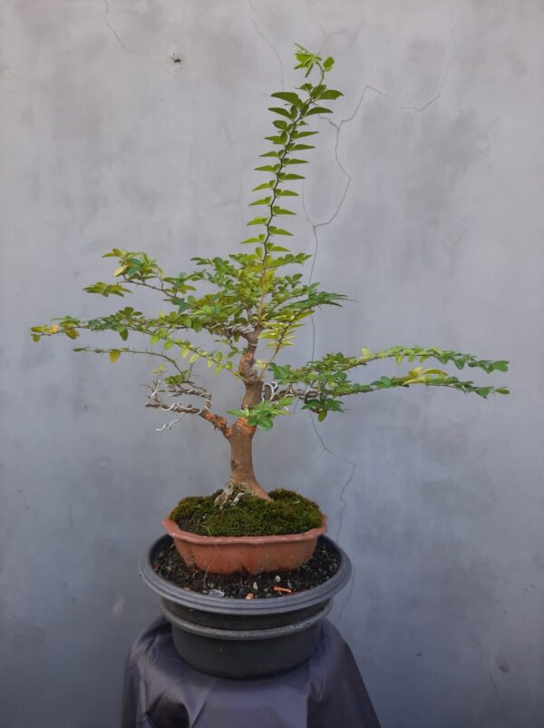 Bonsai Kingkit 02 - Image 3