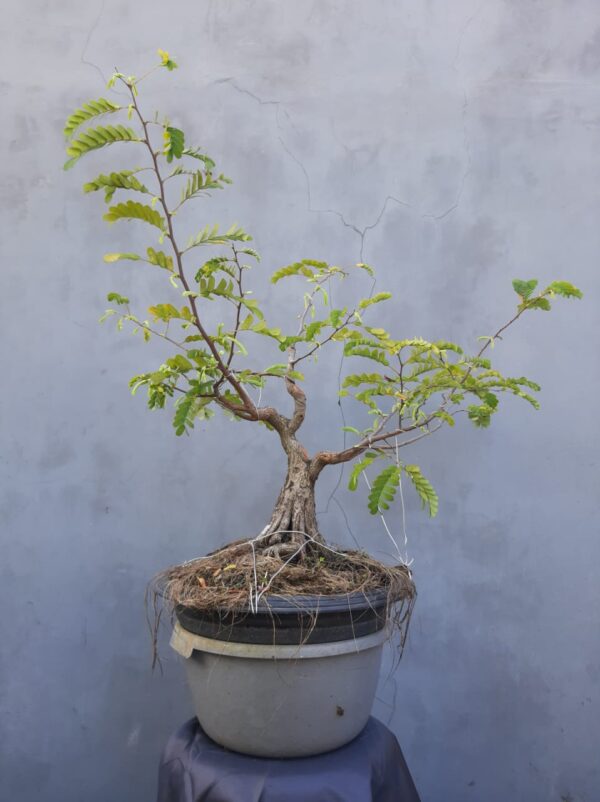 Bonsai Asam Jawa 02 - Image 2