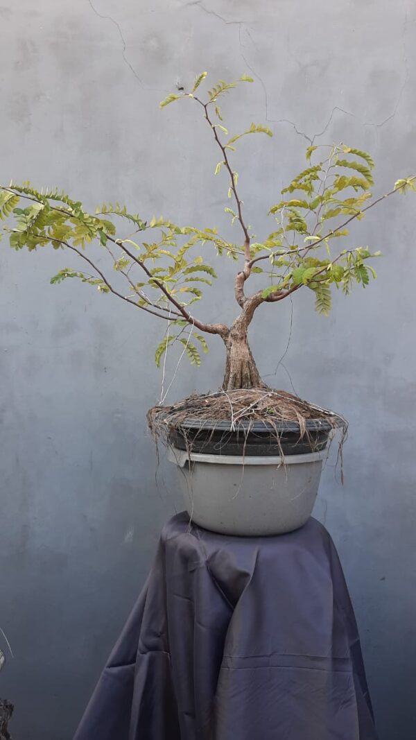 Bonsai Asam Jawa 02 - Image 3
