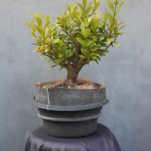 Bonsai Soka 02