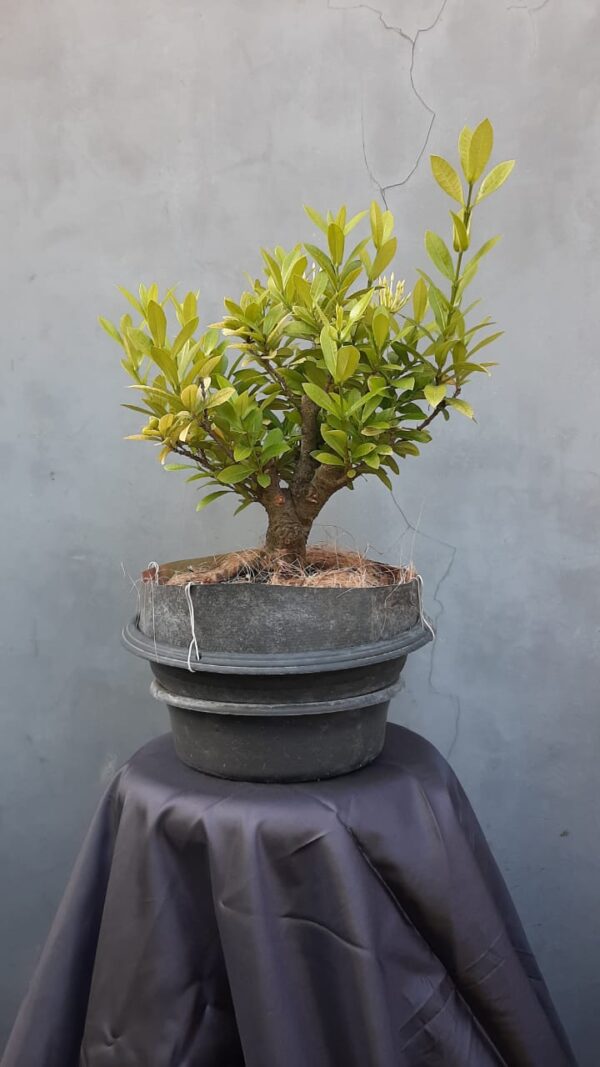 Bonsai Soka 02