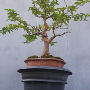 Bonsai Kingkit 03