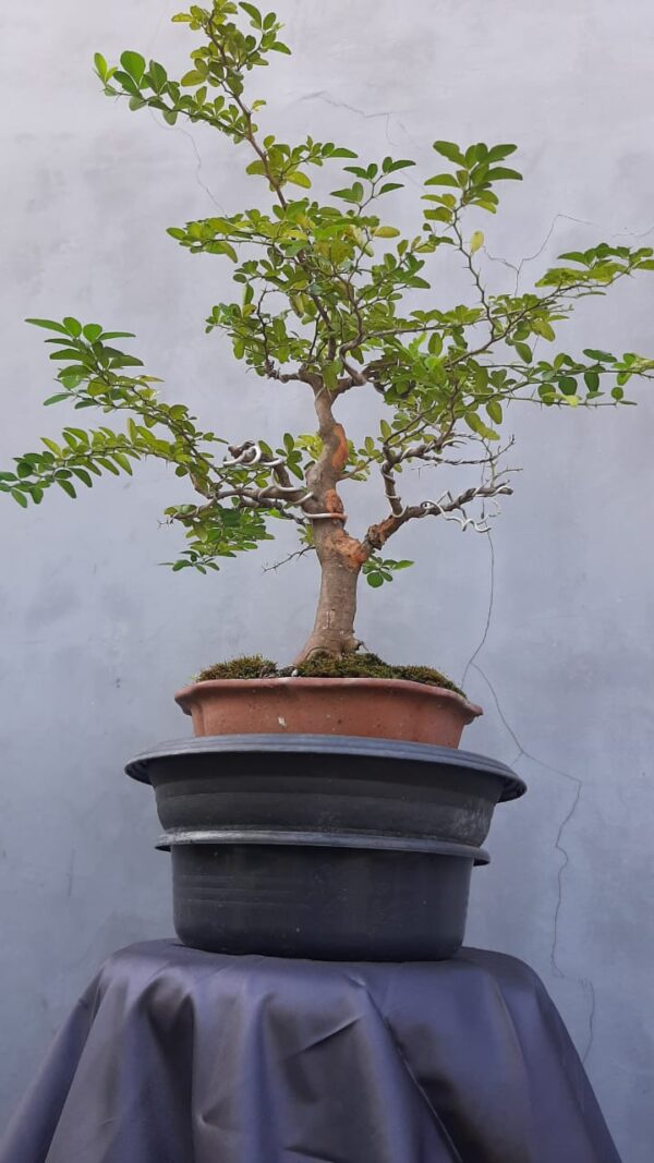 Bonsai Kingkit 03